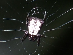 Micrathena saccata
