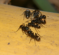 Camponotus chrysurus