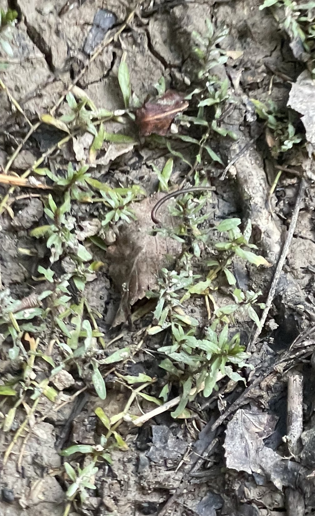 waterpurslane from AR10, Bigelow, AR, US on August 9, 2022 at 0706