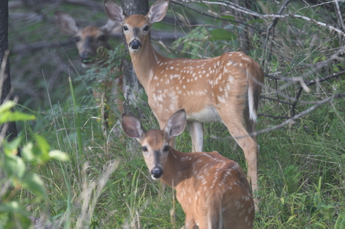 White-tailed Deer photographed in Missouri