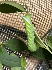 Clanis bilineata
