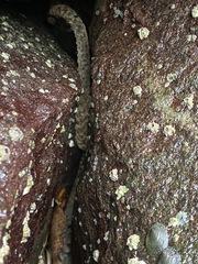 Evasterias troschelii