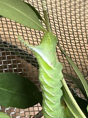 Clanis bilineata