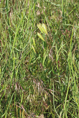 Bromus briziformis