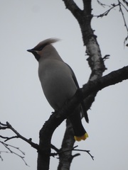 Bombycilla garrulus garrulus