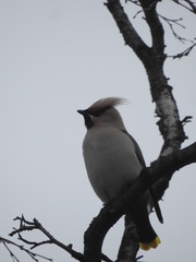 Bombycilla garrulus garrulus