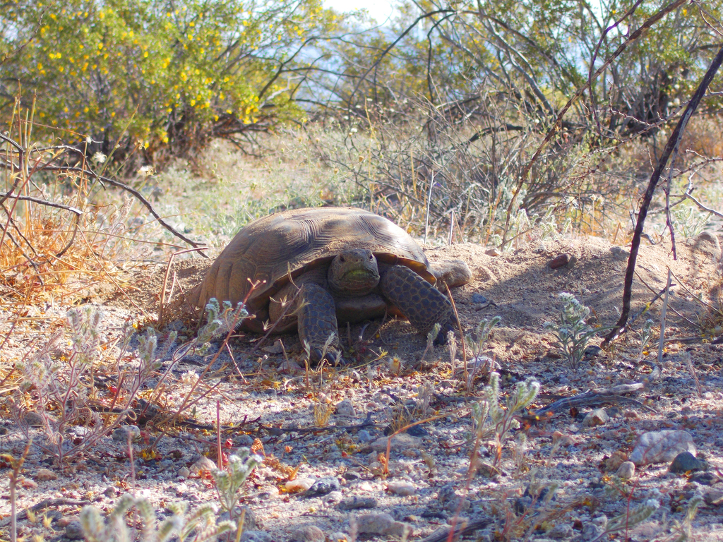 Mojave Desert Tortoise in April 2017 by twhisperer. This tortoise ...