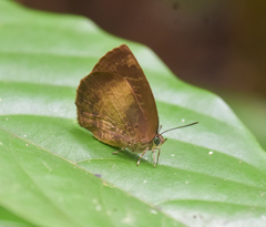 Arhopala perimuta