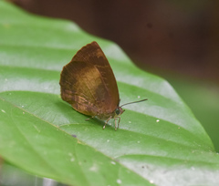 Arhopala perimuta