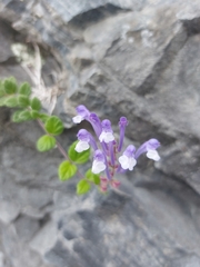 Scutellaria tashiroi