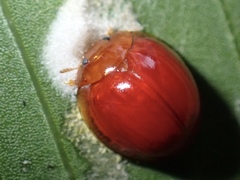 Chilocorus circumdatus