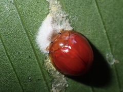 Chilocorus circumdatus