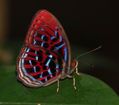 Paralaxita damajanti