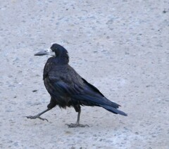 Corvus frugilegus