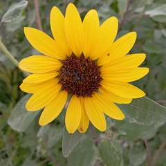 Helianthus annuus