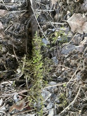 Hygroamblystegium humile