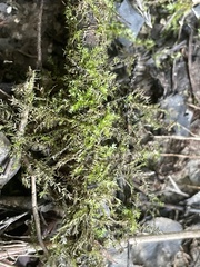 Hygroamblystegium humile