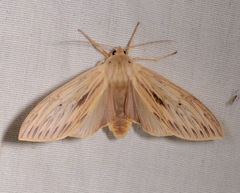 Leucanopsis lurida