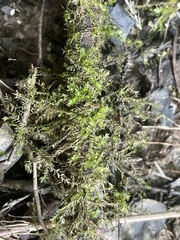 Hygroamblystegium humile