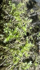 Hygroamblystegium humile