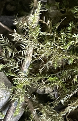 Hygroamblystegium humile