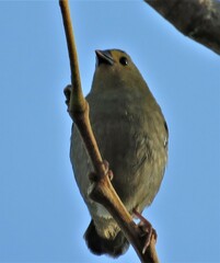 Mandingoa nitidula nitidula