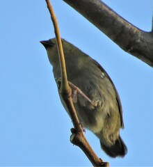 Mandingoa nitidula nitidula