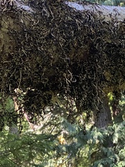 Hypogymnia duplicata