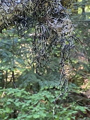 Hypogymnia duplicata