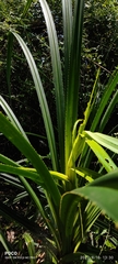 Pandanus canaranus