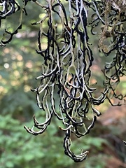 Hypogymnia duplicata