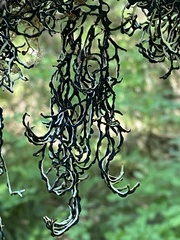 Hypogymnia duplicata