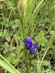 Gentianopsis thermalis