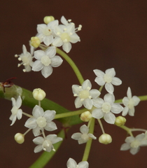 Platysace compressa