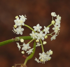 Platysace compressa