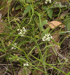 Platysace compressa