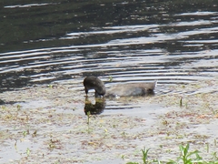 Fulica americana