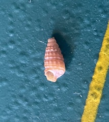 Marshallora nigrocincta