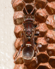 Ropalidia gracilenta