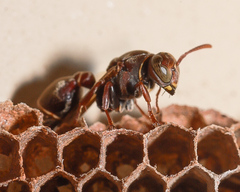 Ropalidia gracilenta