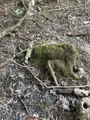 Hygroamblystegium humile