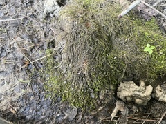 Hygroamblystegium humile