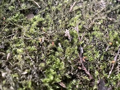 Hygroamblystegium humile