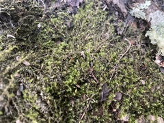 Hygroamblystegium humile