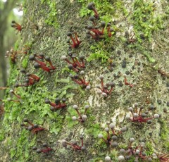 Murinectria polythalama