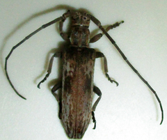 Planodema bimaculata