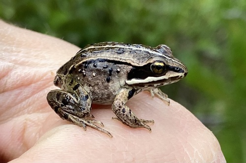Wood Frog photographed in Colorado