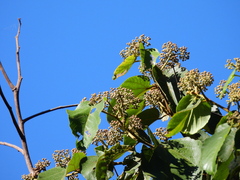 Trichospermum pleiostigma