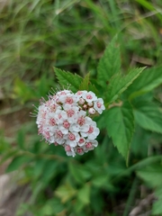 Spiraea hayatana