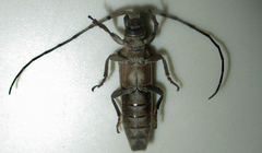 Planodema bimaculata